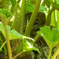 Brazilian Giant-rhubarb